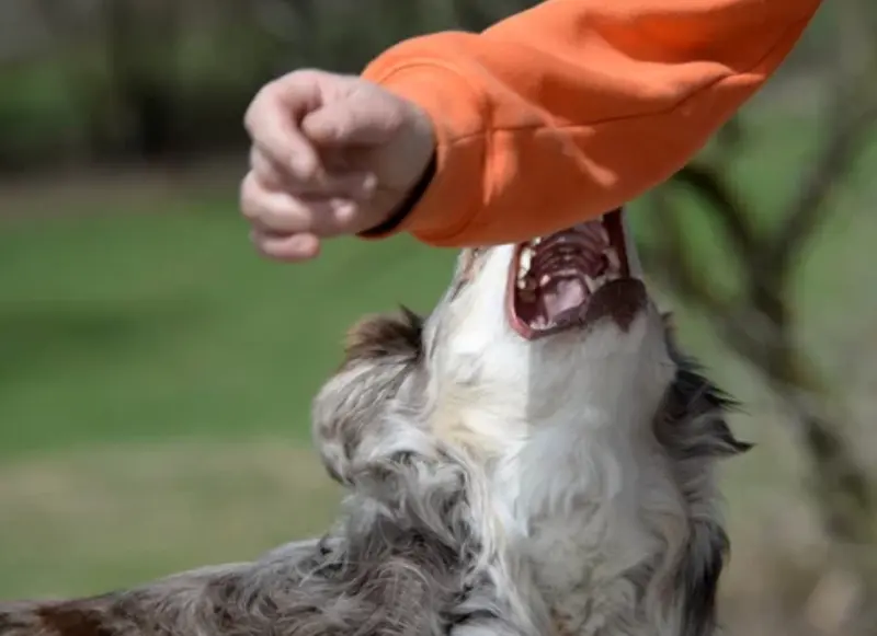 Dog Bites — personal injury lawyer in Glendale, CA